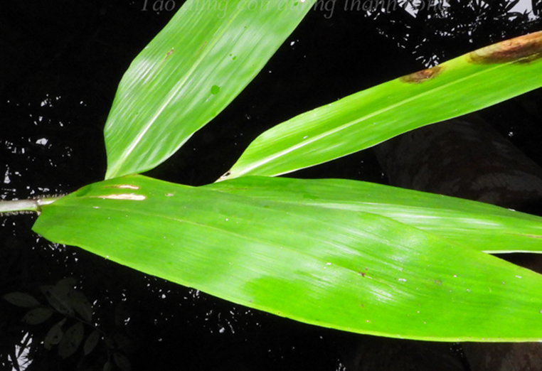 Mum (Giganiochloa sp.3)
